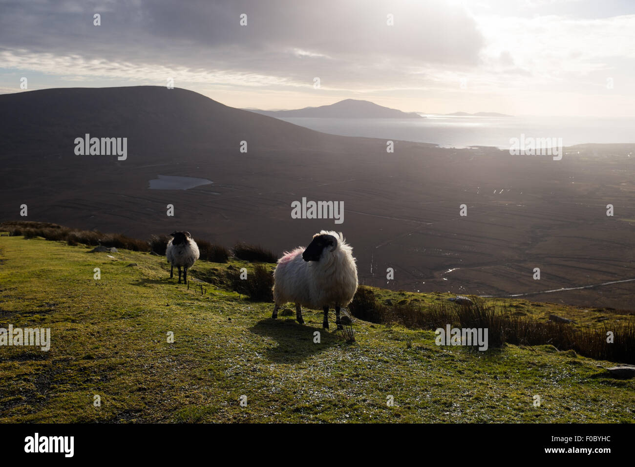 Sur la montagne avec des moutons de Minaun, l'île d'Achill. Banque D'Images