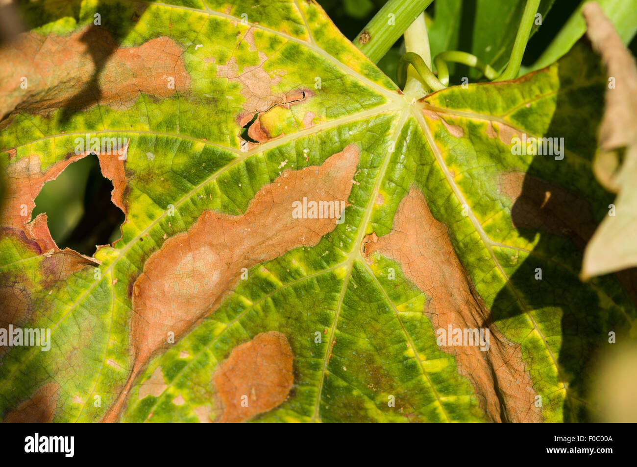 La maladie de Pierce (Xylella fastidiosa). Bactérie raisins typique Banque D'Images