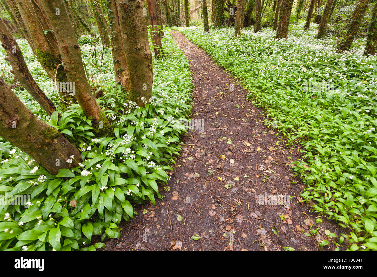 Forêt de printemps blanc avec fleurs sauvages. L'Irlande Banque D'Images