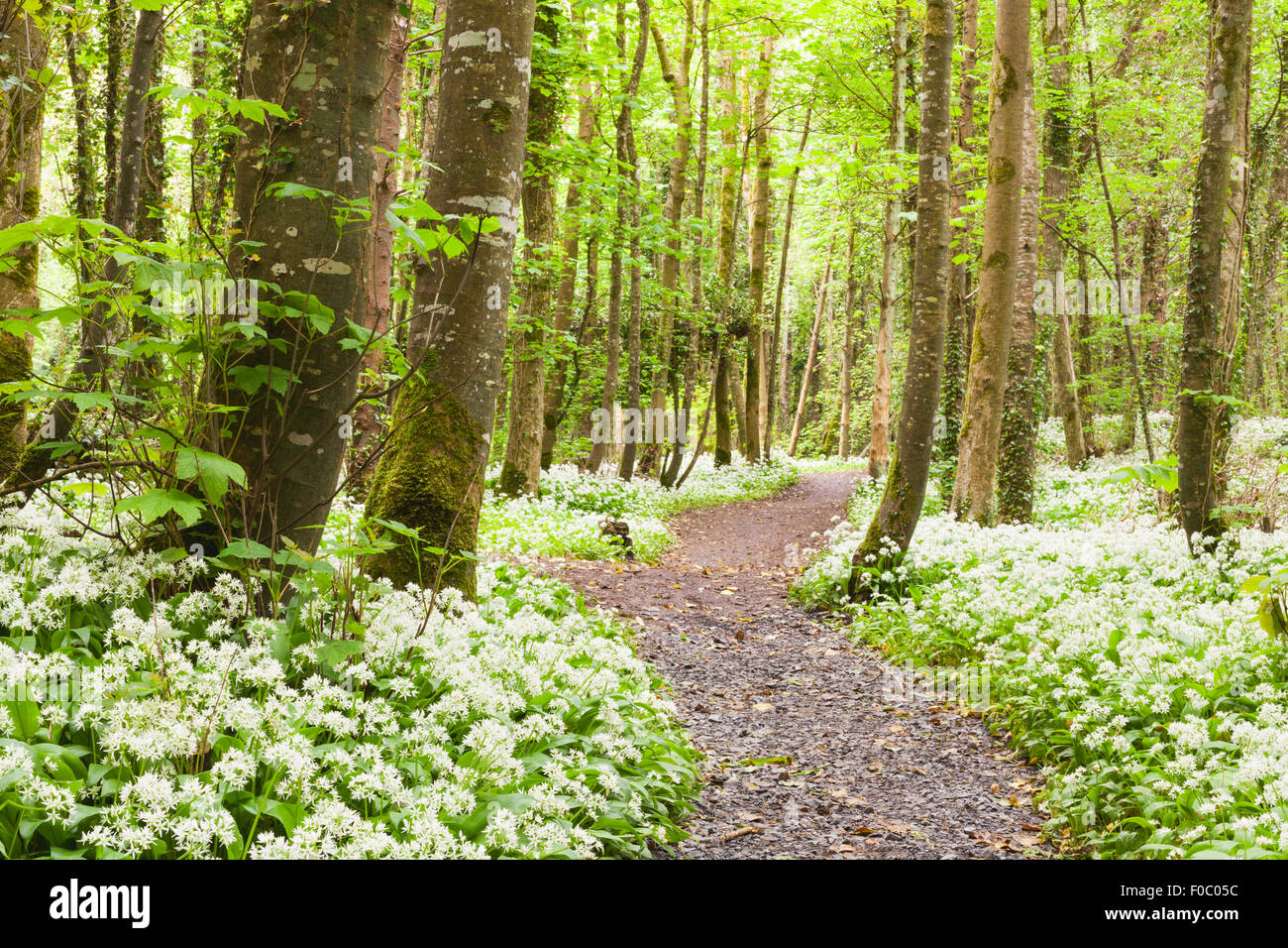 Oramnore Woods à l'ail sauvage fleurs foisonnent. Galway, Irlande. Banque D'Images