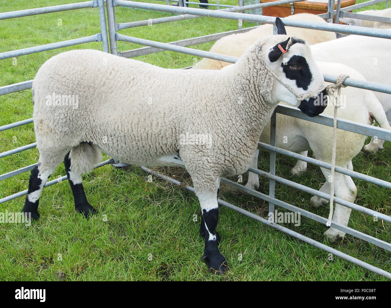 Kerry Hill moutons présentée à l'Agriculture et de l'enterrer dans le Lancashire, Angleterre. Banque D'Images
