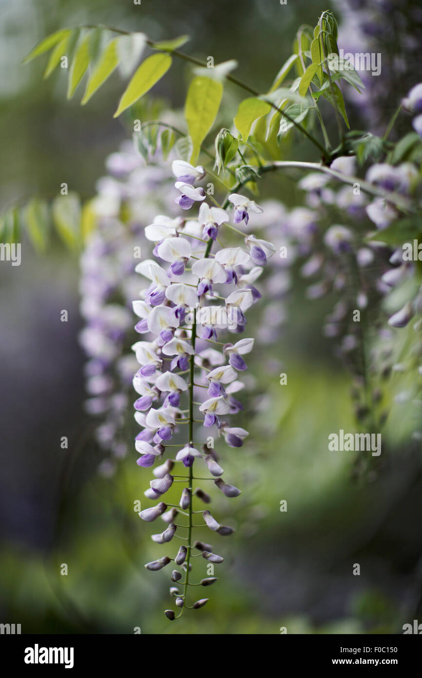 Close-up of purple fleurs glycine at park Banque D'Images