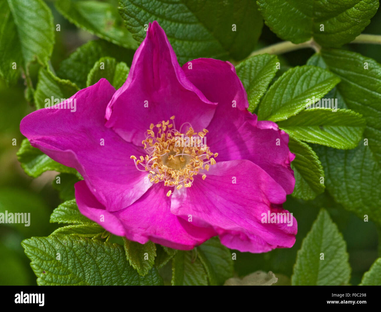 Rugosa Rose Magenta Banque D'Images