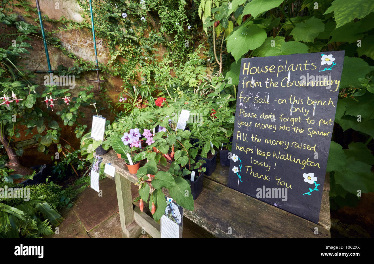 Plantes conservatoire Wallington House Gardens dans le Nord Est de l'Angleterre, Royaume-Uni. Banque D'Images
