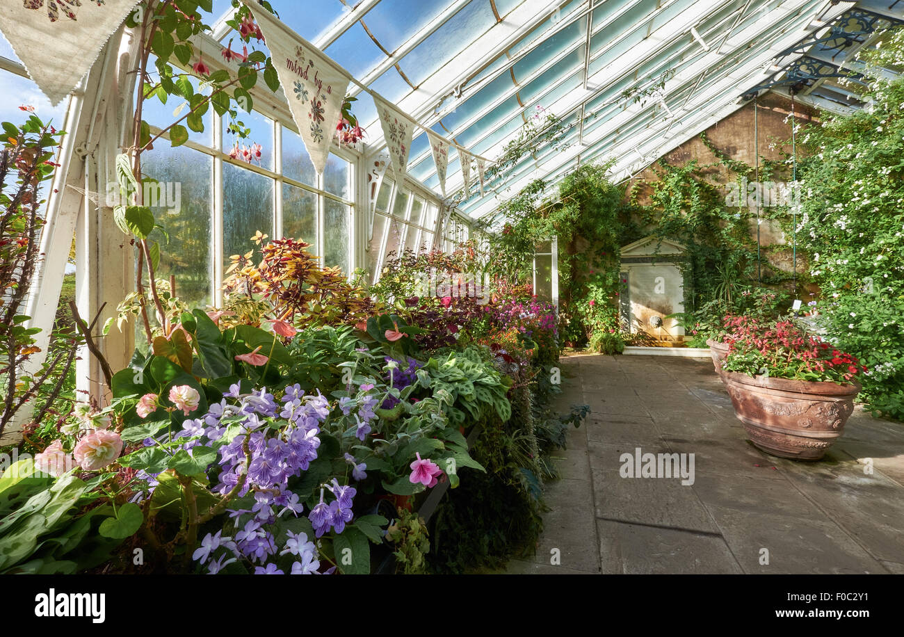 Les plantes qui poussent dans une véranda, le green house à Wallington House Gardens dans le Nord Est de l'Angleterre, Royaume-Uni. Banque D'Images
