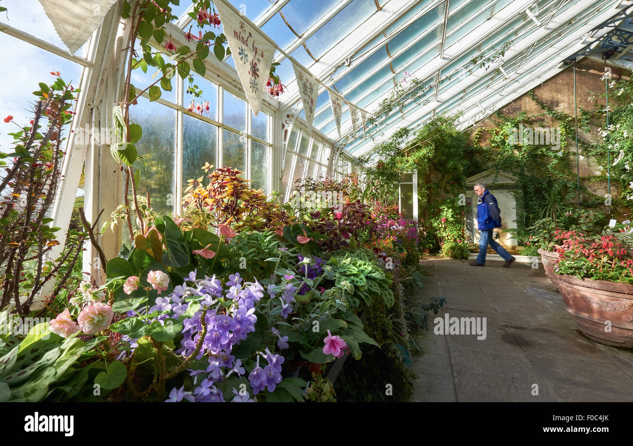 Les plantes qui poussent dans une véranda, le green house à Wallington House Gardens dans le Nord Est de l'Angleterre, Royaume-Uni. Banque D'Images
