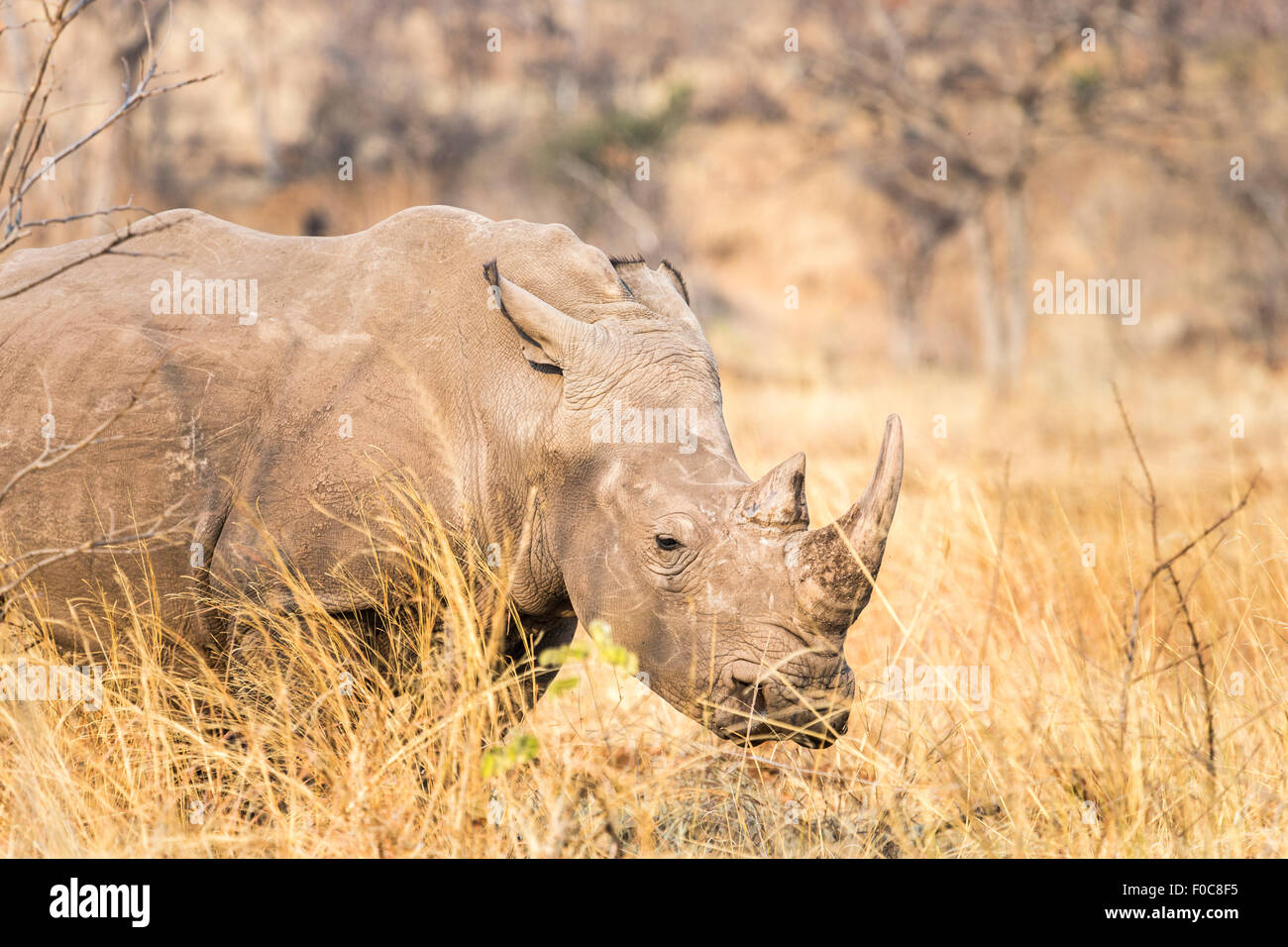 Conservation : Close-up de tête de rhinocéros blanc en voie de disparition, Ceratotherium simum, dans le Parc National de Mosi-oa-Tunya, Livingstone, Zambie Banque D'Images
