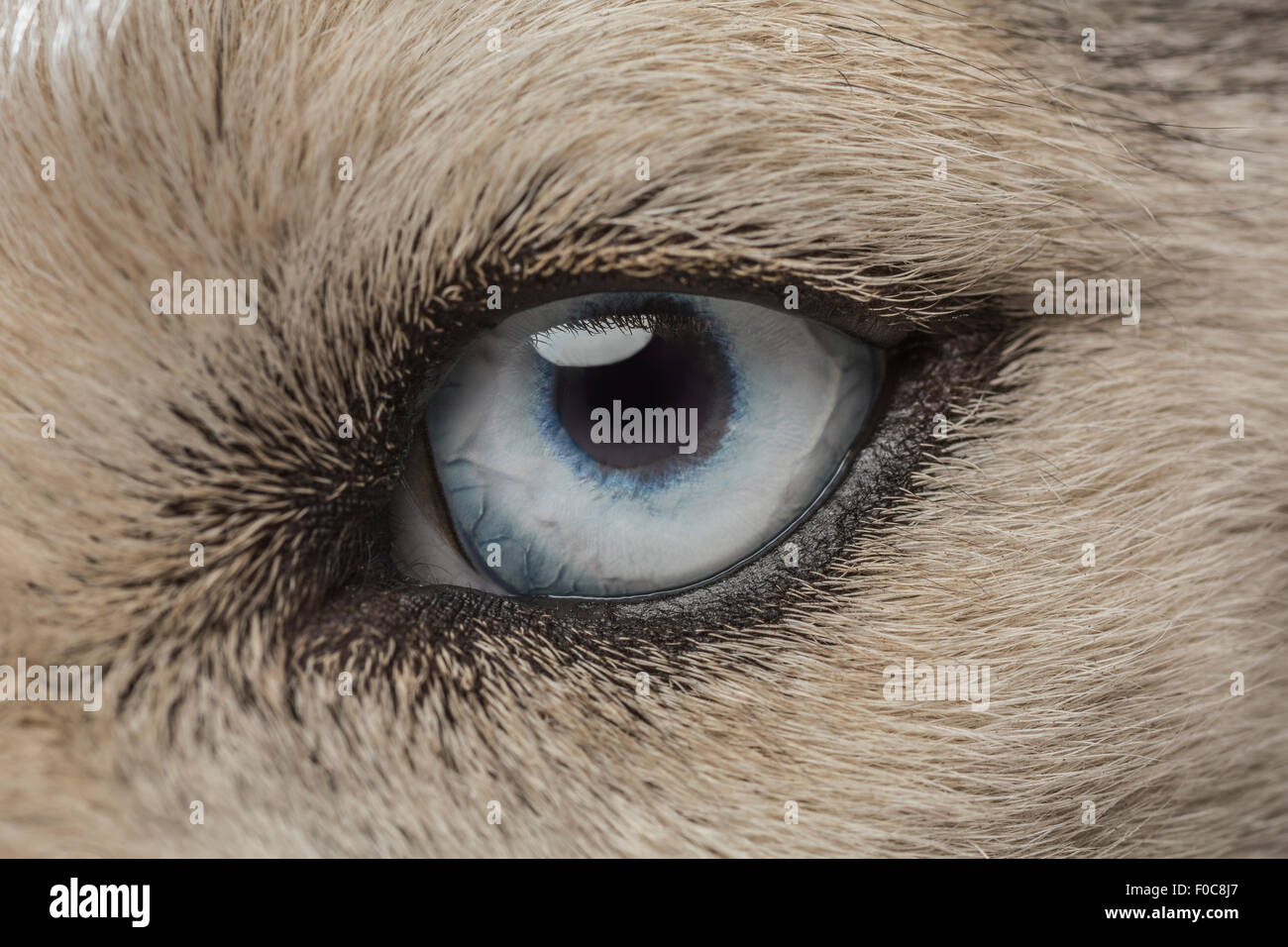 Oeil de Husky de Sibérie Banque D'Images