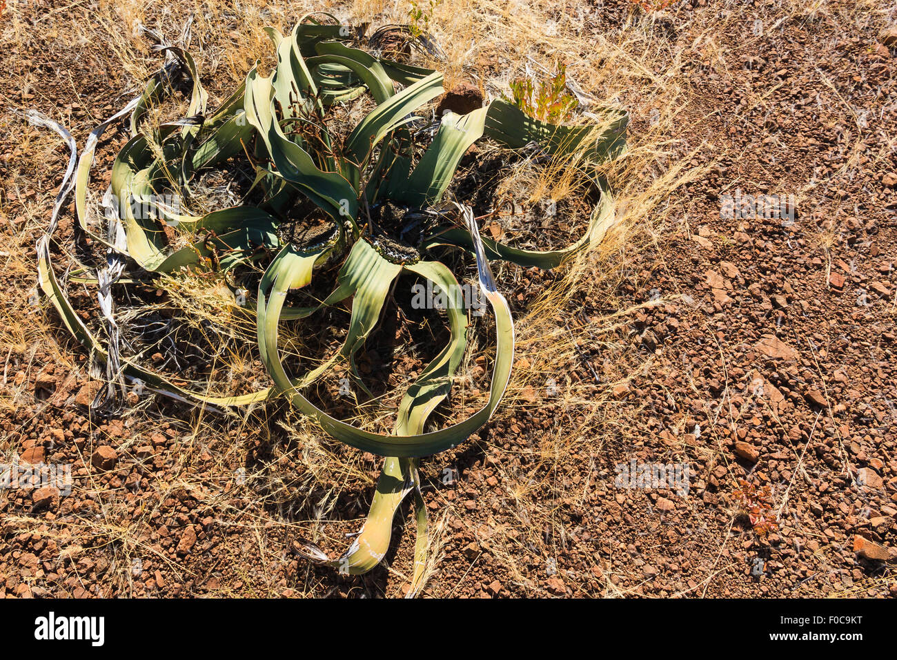 Ancien en Afrique Namibie désert welwitschia. Végétaux anciens spécial avec système racinaire superficiel. Banque D'Images
