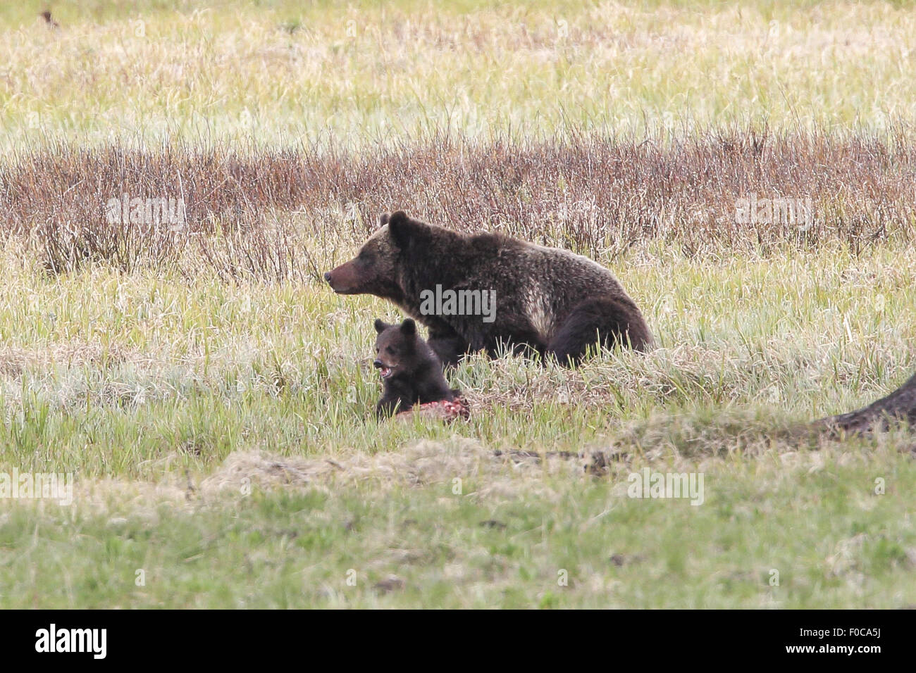 Un grizzli Yellowstone sow et d'oursons serait responsable de la mort récente d'un randonneur, se nourrissent de la carcasse d'un élan qu'ils ont mis en cache pour une consommation future. 19 mai, 2015. Cet ours, vu ici en mai 2015, est identifiable par le livre blanc ''ouvre'' derrière ses pattes avant. © Keith R. Crowley/ZUMA/Alamy Fil Live News Banque D'Images