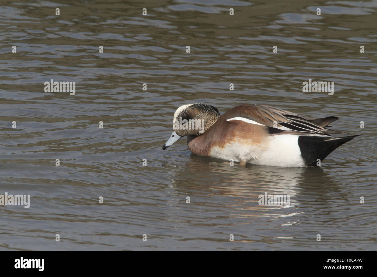 Le Canard d'Anas americana Banque D'Images
