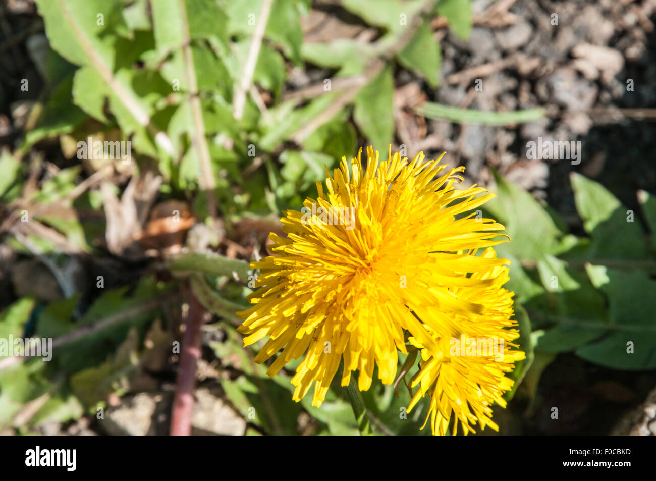 Le pissenlit herbe sauvage de l'Angleterre, qui se répand comme un fou sur tout Banque D'Images