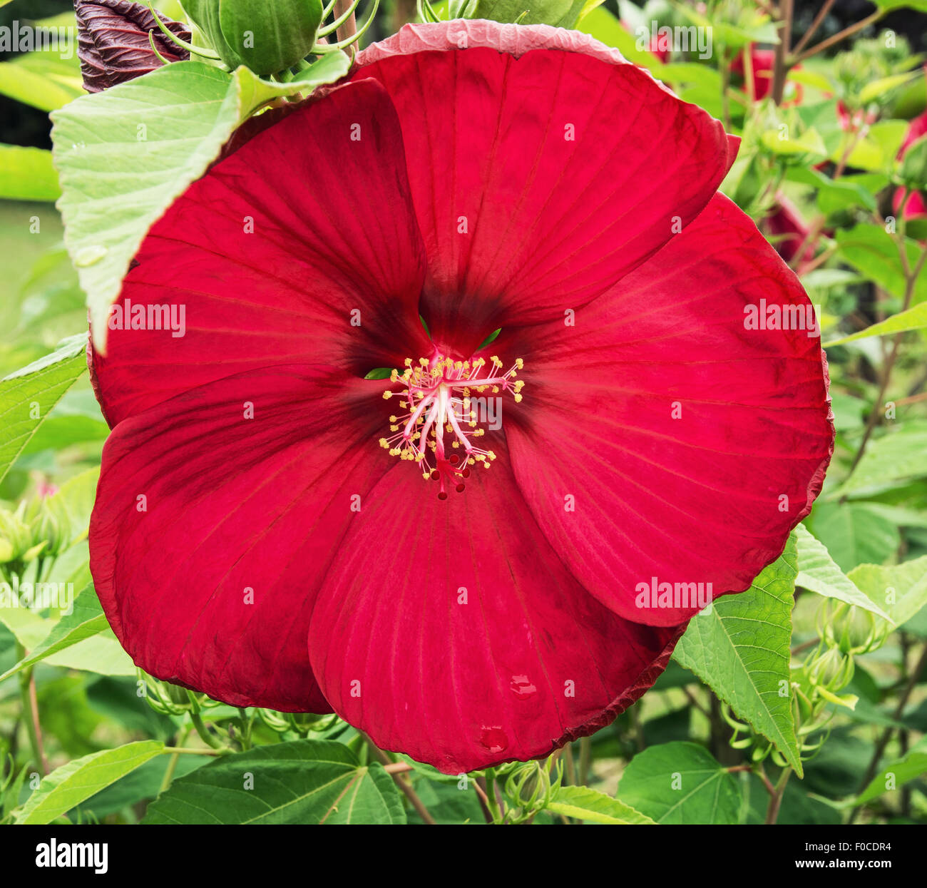 Big Red hibiscus flower. Hibiscus est un genre de plantes de la famille des Malvacées,. Les couleurs sont éclatantes. Banque D'Images