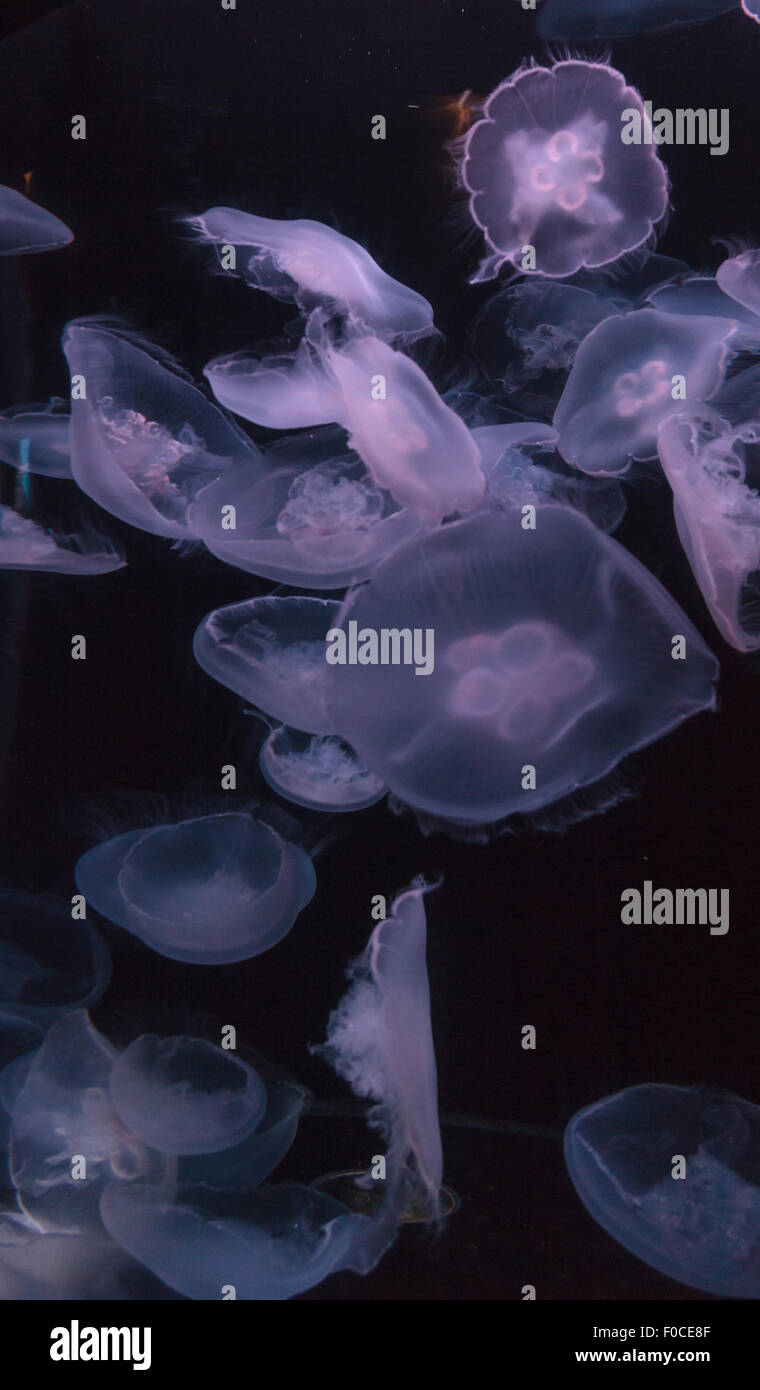 Lune, méduses Aurelia aurita, est translucide et possède quatre gonades comme à cheval visible. Il dérive avec le courant tout au long de Banque D'Images