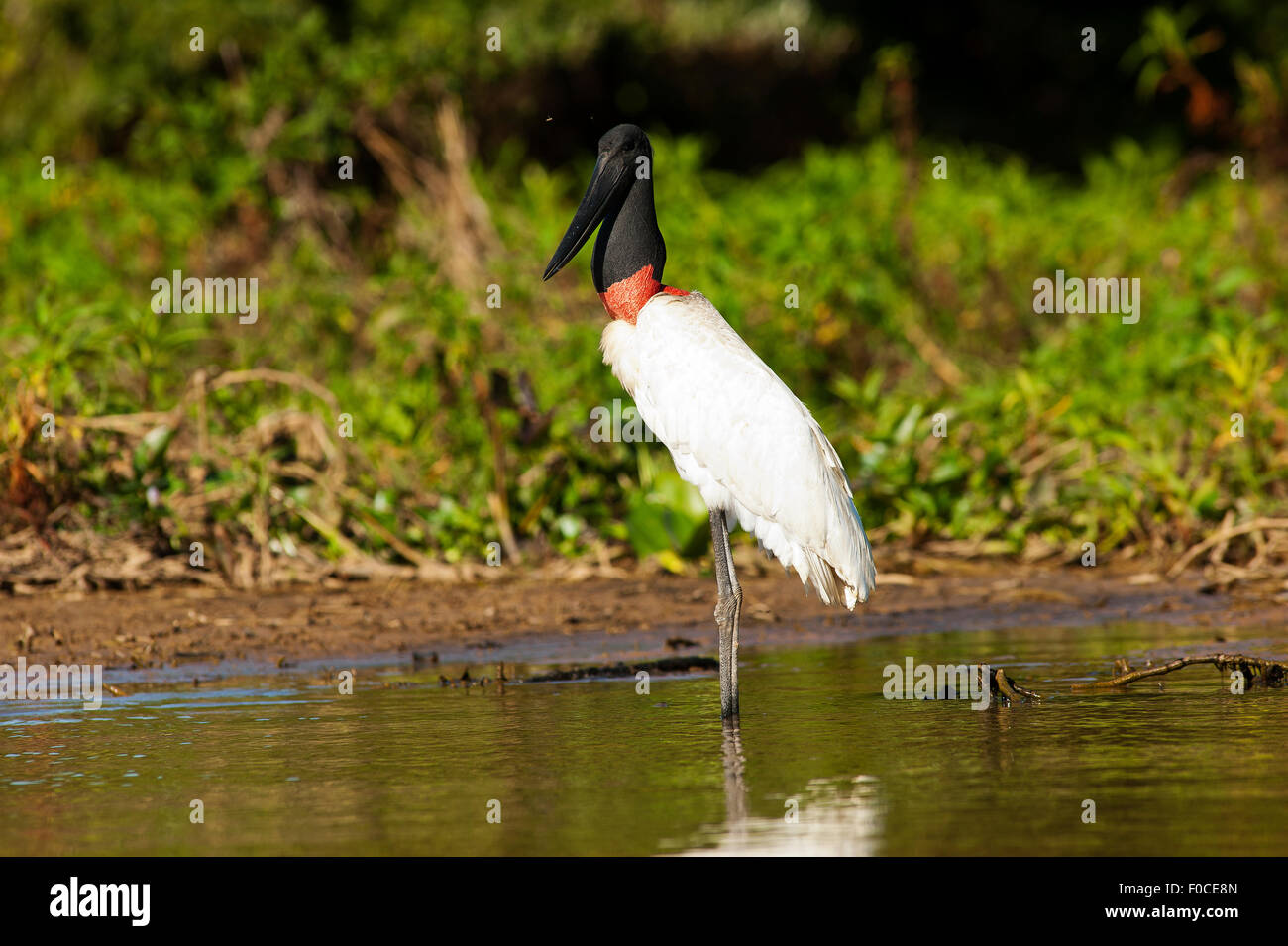 Tuiuiú est le symbole du Pantanal de Mato Grosso, une région sauvage au Brésil qui attire des milliers de touristes chaque mois, Brésil Banque D'Images