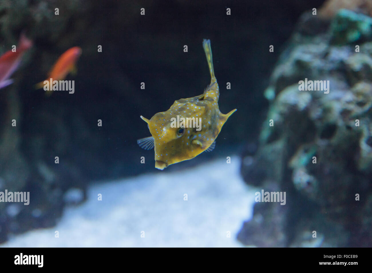 Cowfish Lactoria cornuta, Longhorn, est de la famille boxfish et peut être trouvé dans l'Indo-Pacifique. Banque D'Images