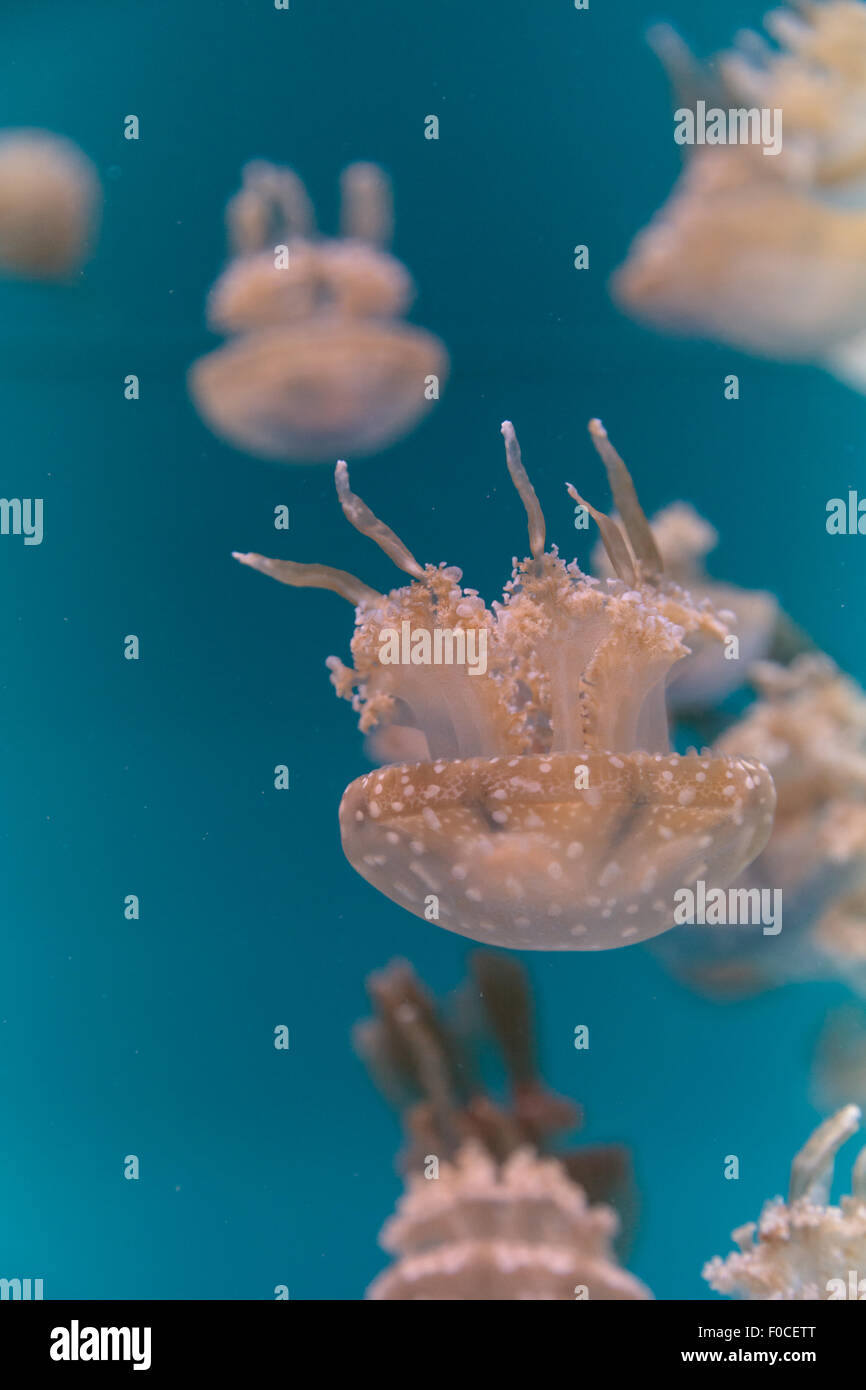 Repéré lagoon jelly, golden medusa, Mastigias papua, est de l'Indo-Pacifique. Banque D'Images