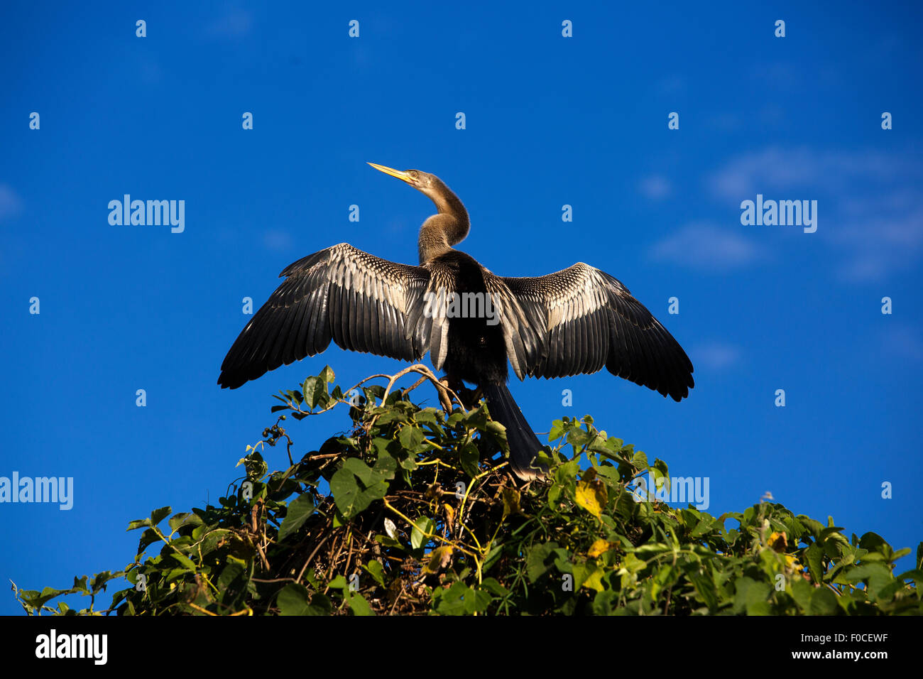 Aninga ou Biguá avec ailes ouvertes reposant sur le haut d'un arbre, Pantanal de Mato Grosso, Brésil Banque D'Images