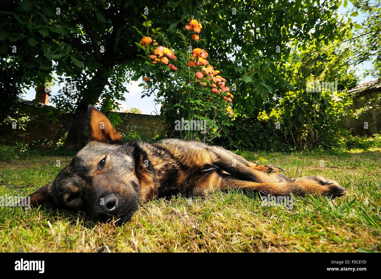 Chien paresseux Banque D'Images