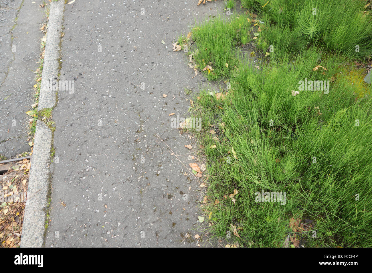 La prêle des champs (Equisetum arvense) - une espèce envahissante et difficile à contrôler les mauvaises herbes vivaces qui poussent à travers un sentier public Banque D'Images