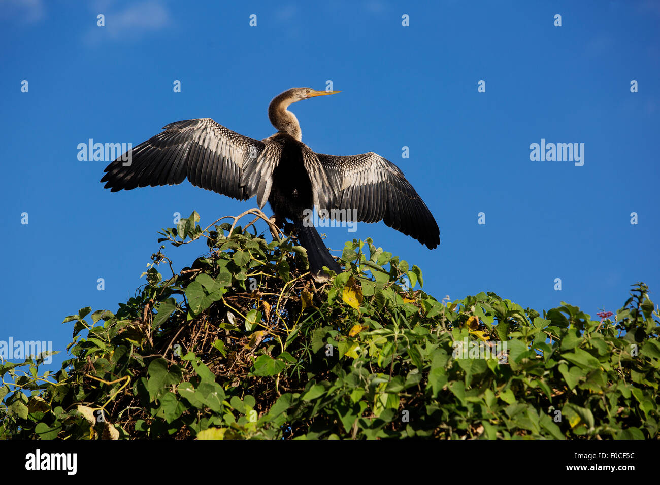 Aninga ou Biguá avec ailes ouvertes reposant sur le haut d'un arbre, Pantanal de Mato Grosso, Brésil Banque D'Images