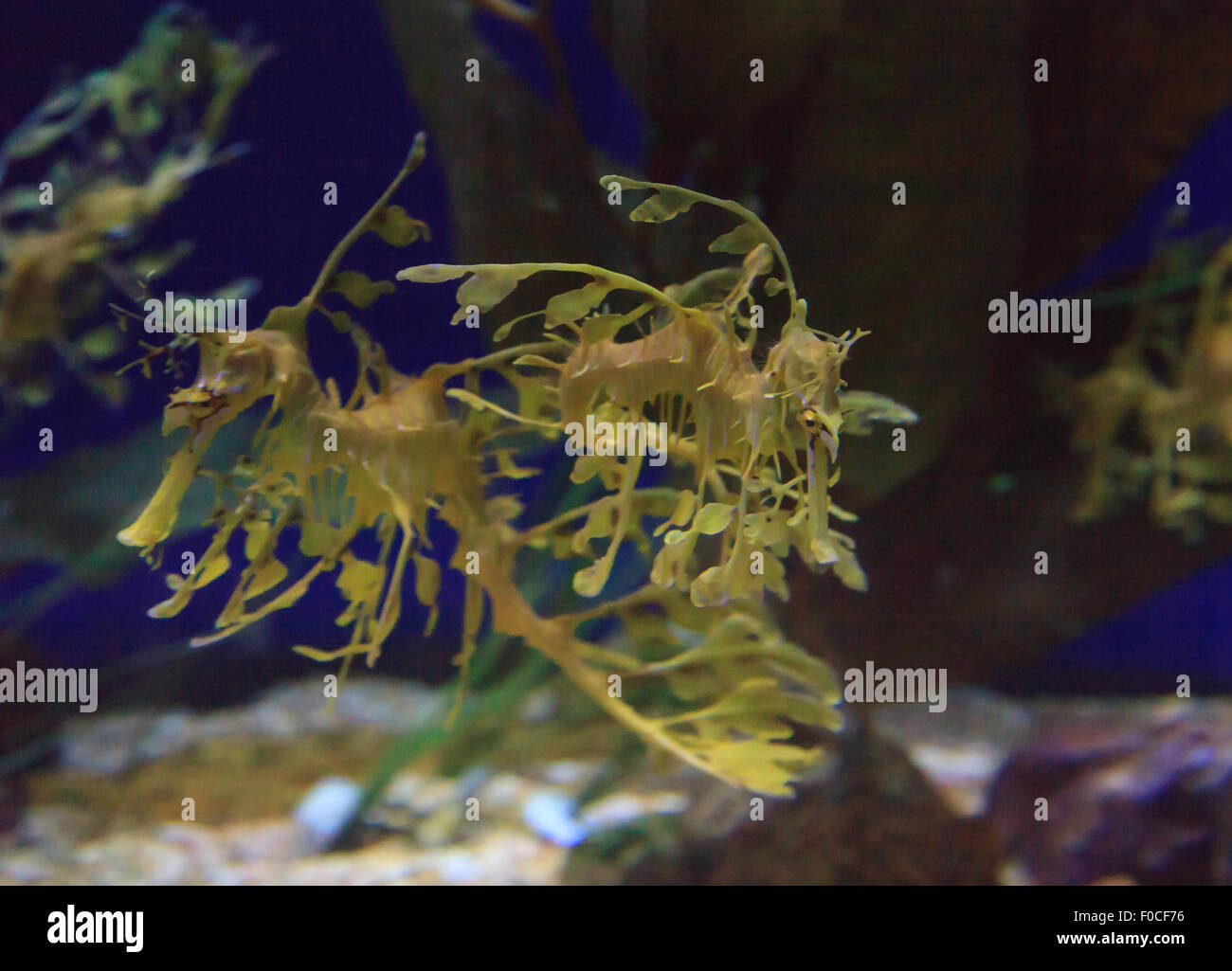 Seadragon feuilles, Phycodorus eques, est également connu sous le nom de Glauert seadragon. Jaune, il a souvent des feuilles multiples frondes vie pendaison Banque D'Images