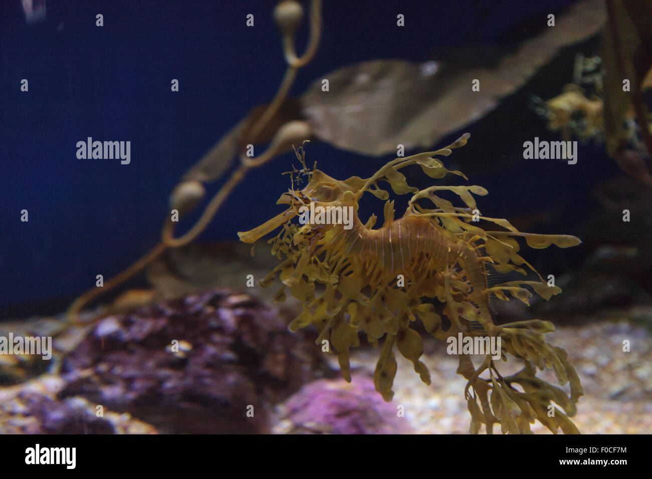 Seadragon feuilles, Phycodorus eques, est également connu sous le nom de Glauert seadragon. Jaune, il a souvent des feuilles multiples frondes vie pendaison Banque D'Images