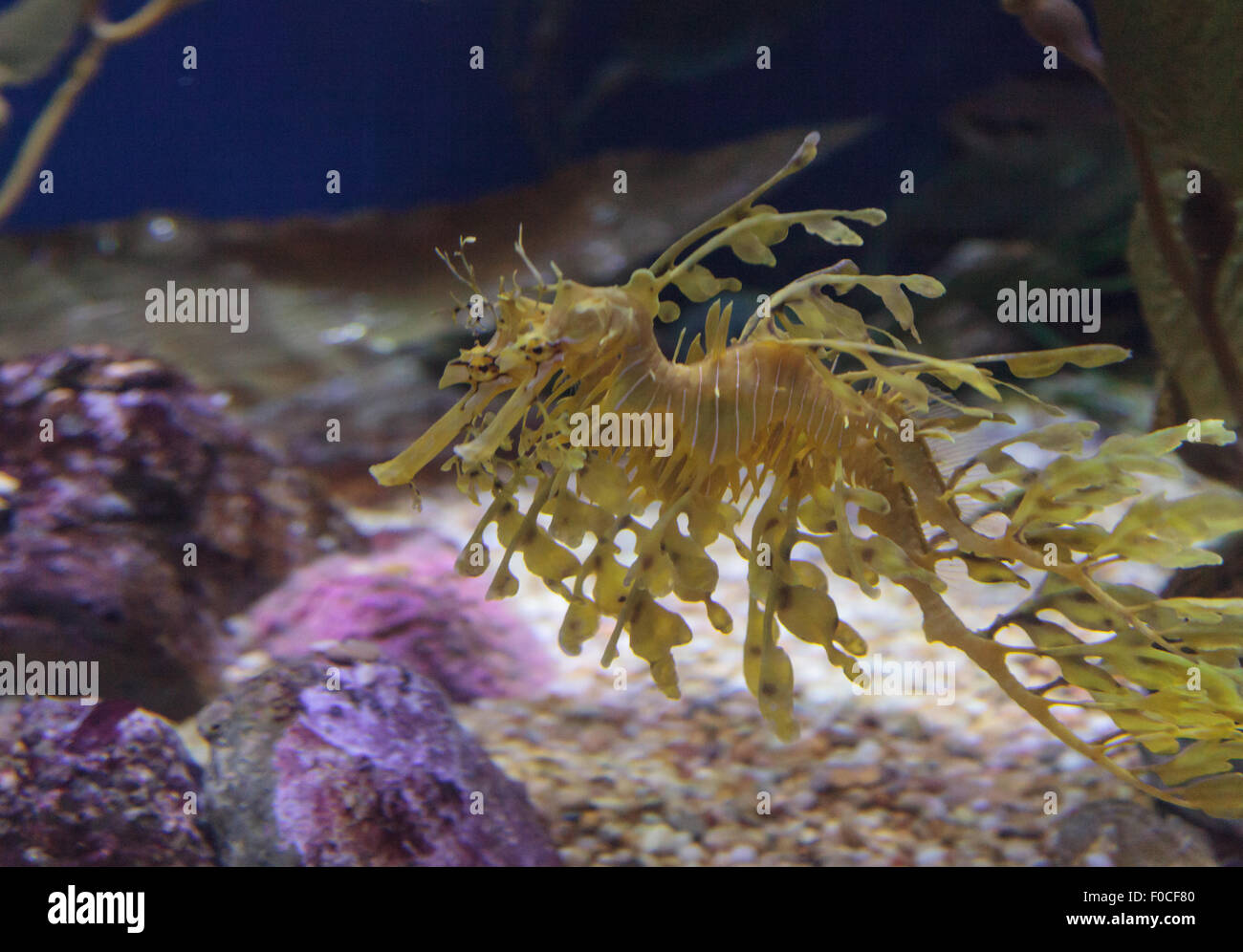 Seadragon feuilles, Phycodorus eques, est également connu sous le nom de Glauert seadragon. Jaune, il a souvent des feuilles multiples frondes vie pendaison Banque D'Images