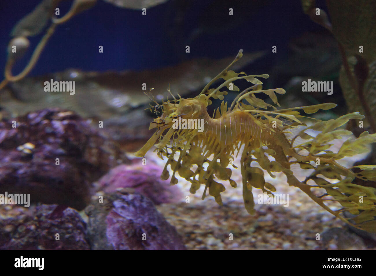 Seadragon feuilles, Phycodorus eques, est également connu sous le nom de Glauert seadragon. Jaune, il a souvent des feuilles multiples frondes vie pendaison Banque D'Images