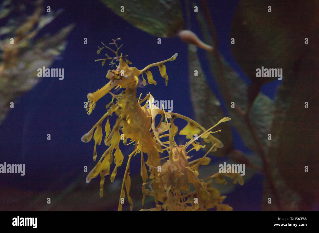 Seadragon feuilles, Phycodorus eques, est également connu sous le nom de Glauert seadragon. Jaune, il a souvent des feuilles multiples frondes vie pendaison Banque D'Images