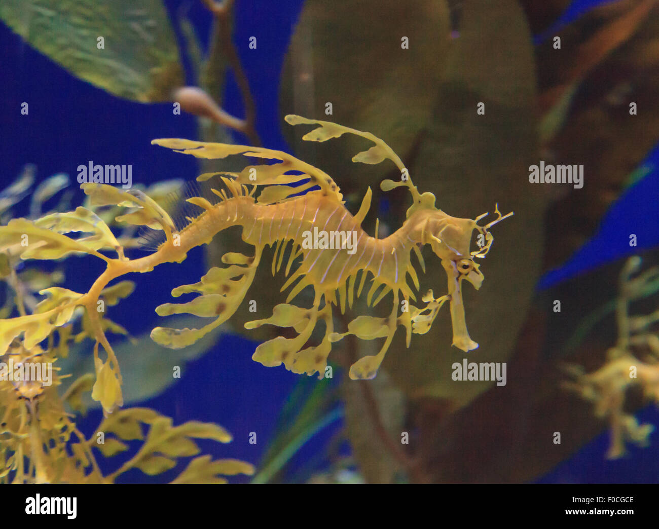 Seadragon feuilles, Phycodorus eques, est également connu sous le nom de Glauert seadragon. Jaune, il a souvent des feuilles multiples frondes vie pendaison Banque D'Images