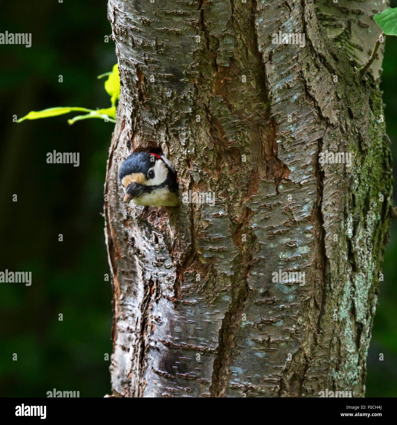Great spotted woodpecker (Dendrocopos major) mâle tête bloqué hors du trou de ponte en tronc d'arbre dans la forêt Banque D'Images