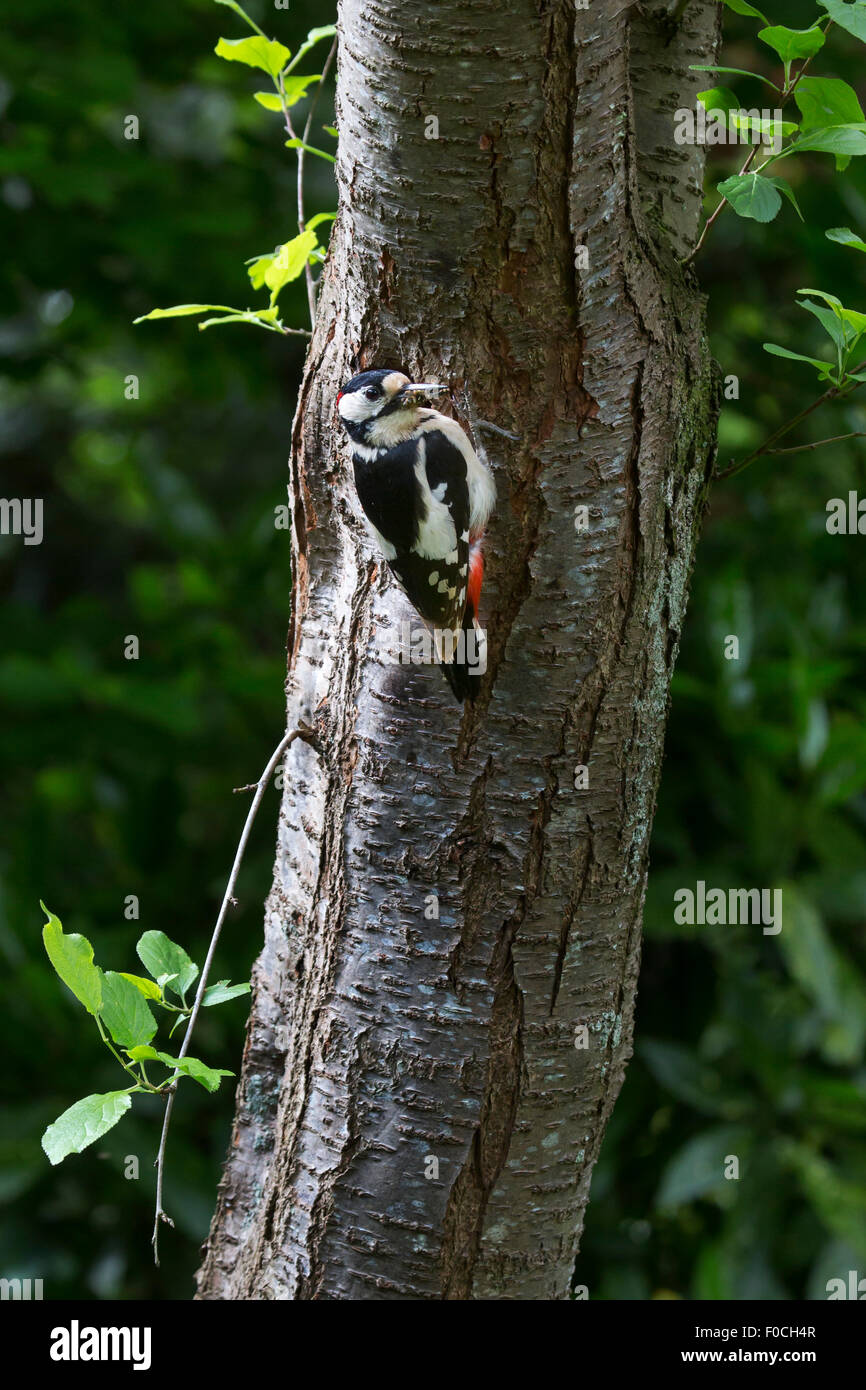 Great spotted woodpecker (Dendrocopos major) mâle avec bec plein de vers blancs pour nourrir les jeunes au trou de nidification en tronc d'arbre dans la forêt Banque D'Images