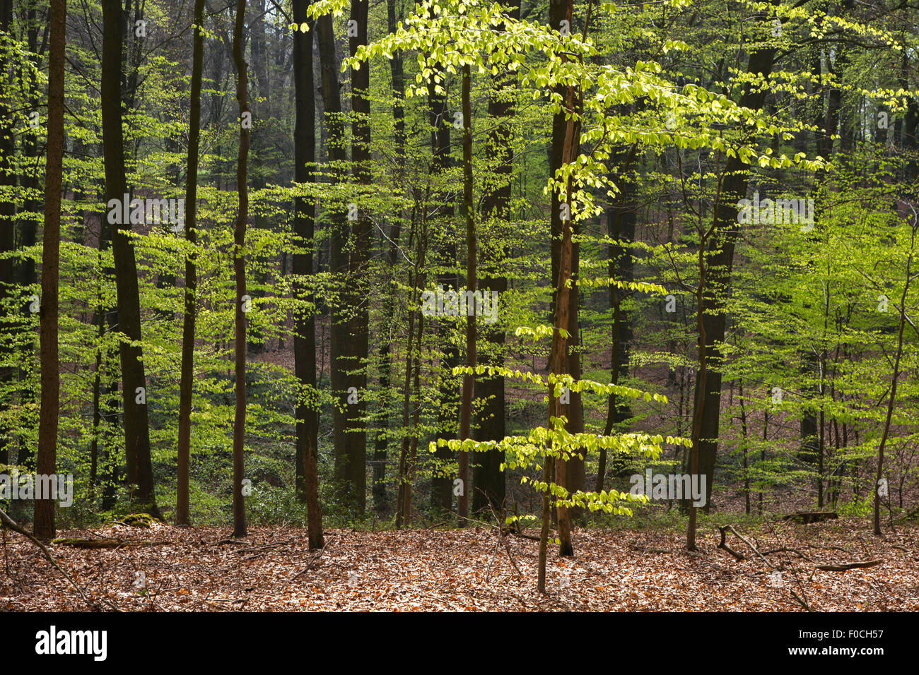 Les hêtres (Fagus sylvatica) dans la forêt de feuillus au printemps Banque D'Images