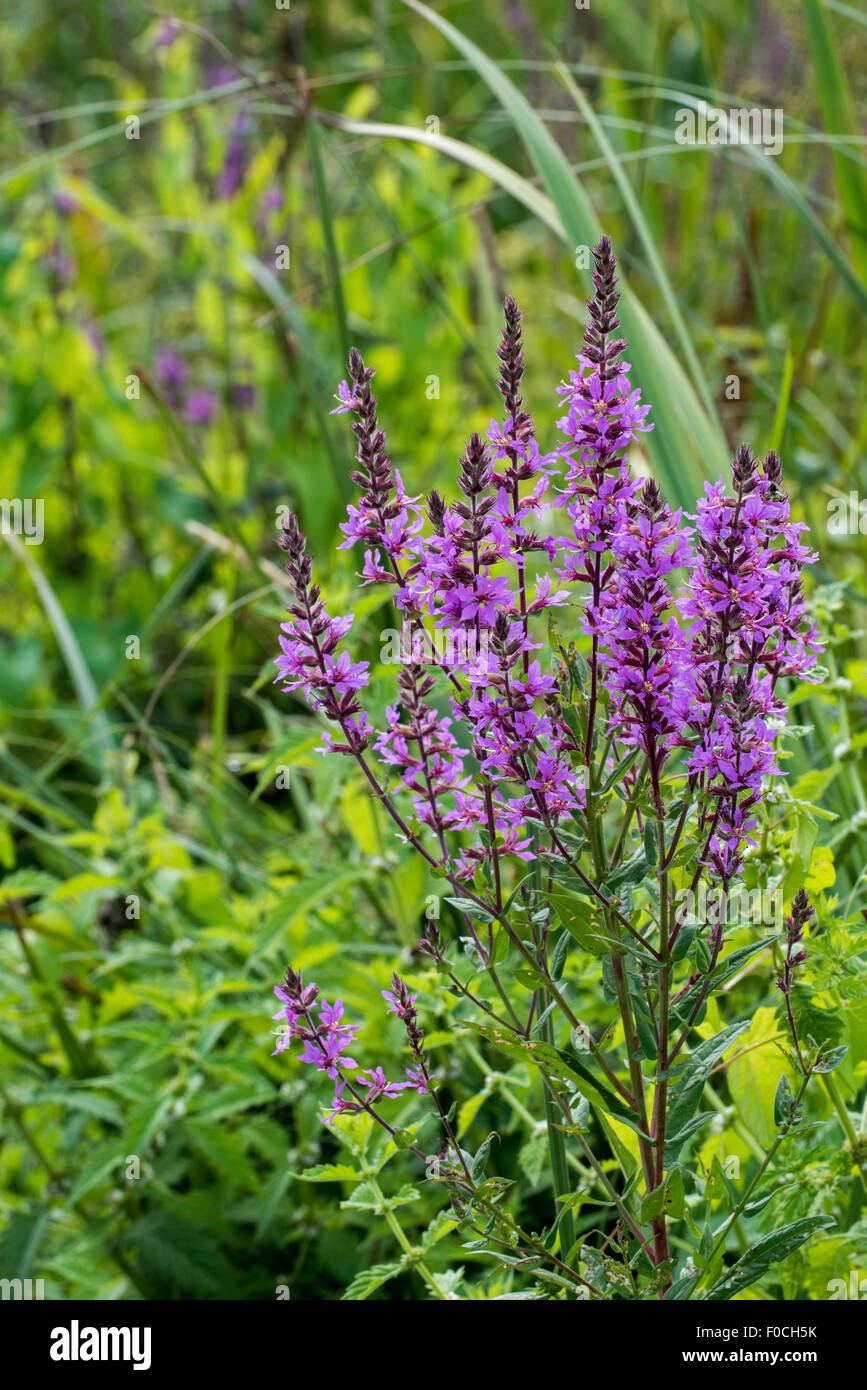 La salicaire commune / lythrum salicaire pourpre / enrichis (Lythrum salicaria) en fleurs Banque D'Images