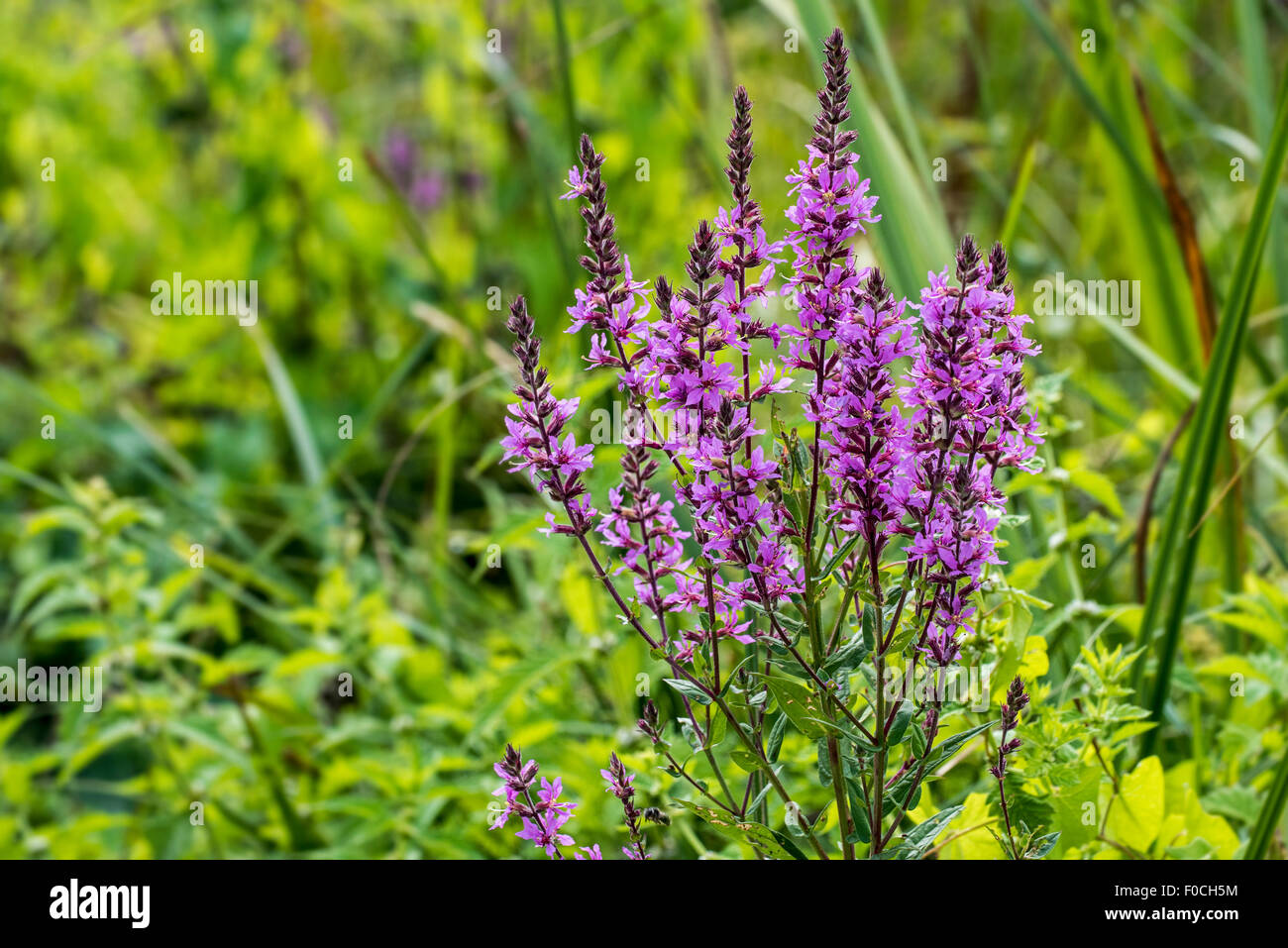La salicaire commune / lythrum salicaire pourpre / enrichis (Lythrum salicaria) en fleurs Banque D'Images