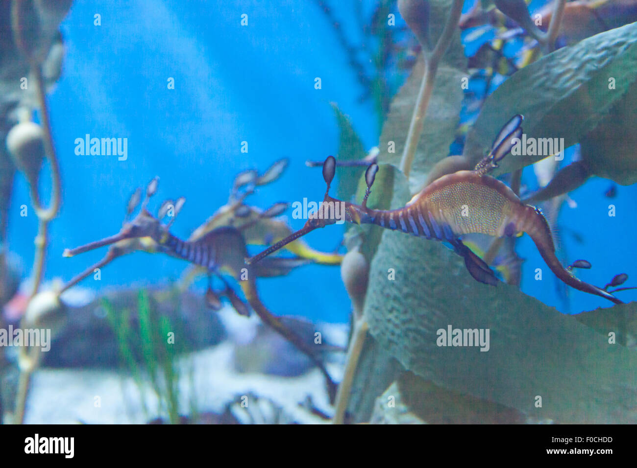 Weedy seadragon, : Phyllopteryx taeniolatus, sont de couleur rouge, jaune et violet avec du varech-comme les pièces utilisées pour l'aider à se fondre dans la mer Banque D'Images