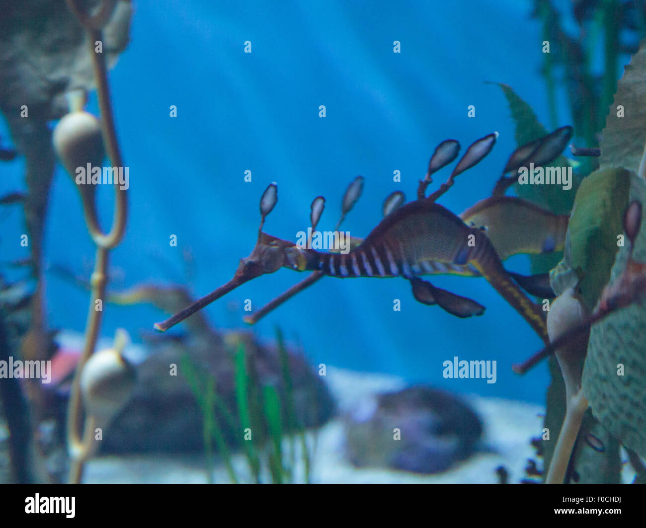 Weedy seadragon, : Phyllopteryx taeniolatus, sont de couleur rouge, jaune et violet avec du varech-comme les pièces utilisées pour l'aider à se fondre dans la mer Banque D'Images