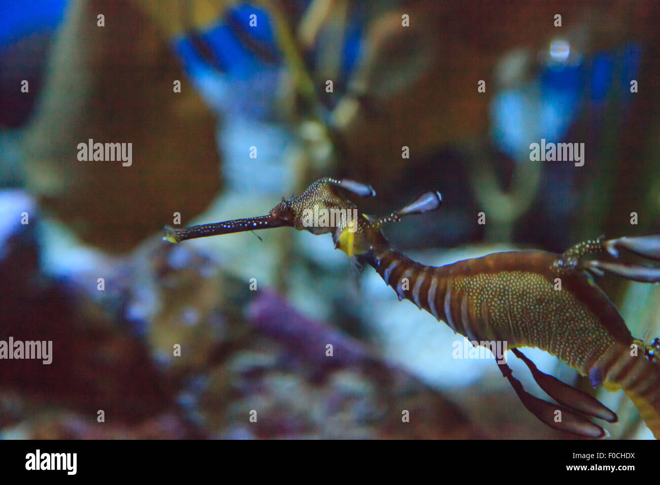 Weedy seadragon, : Phyllopteryx taeniolatus, sont de couleur rouge, jaune et violet avec du varech-comme les pièces utilisées pour l'aider à se fondre dans la mer Banque D'Images