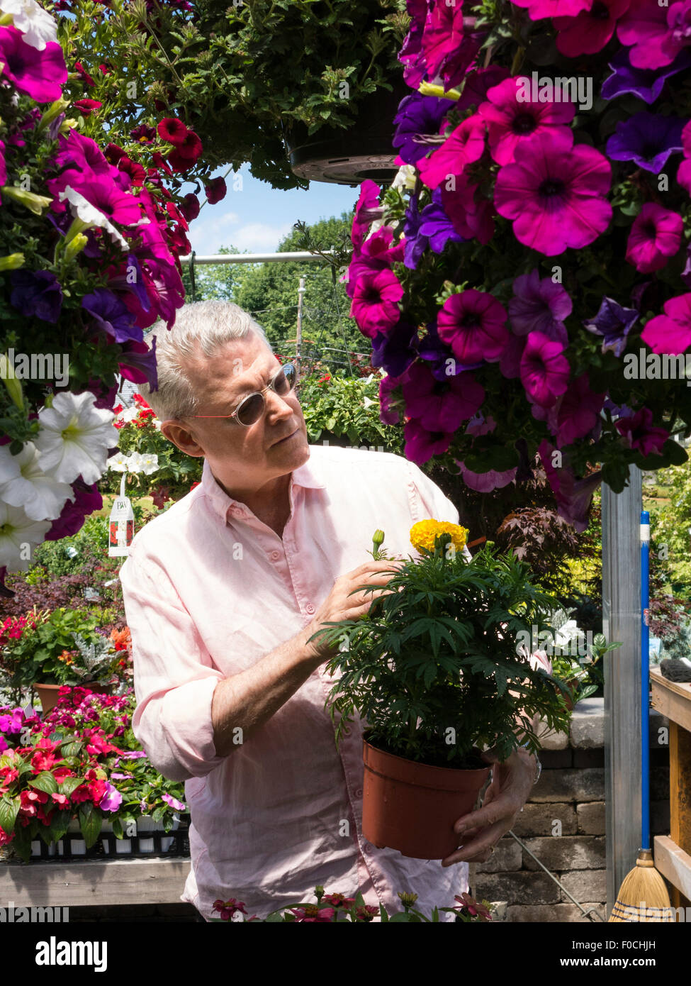 Man Shopping at Flower pépinière, USA Banque D'Images