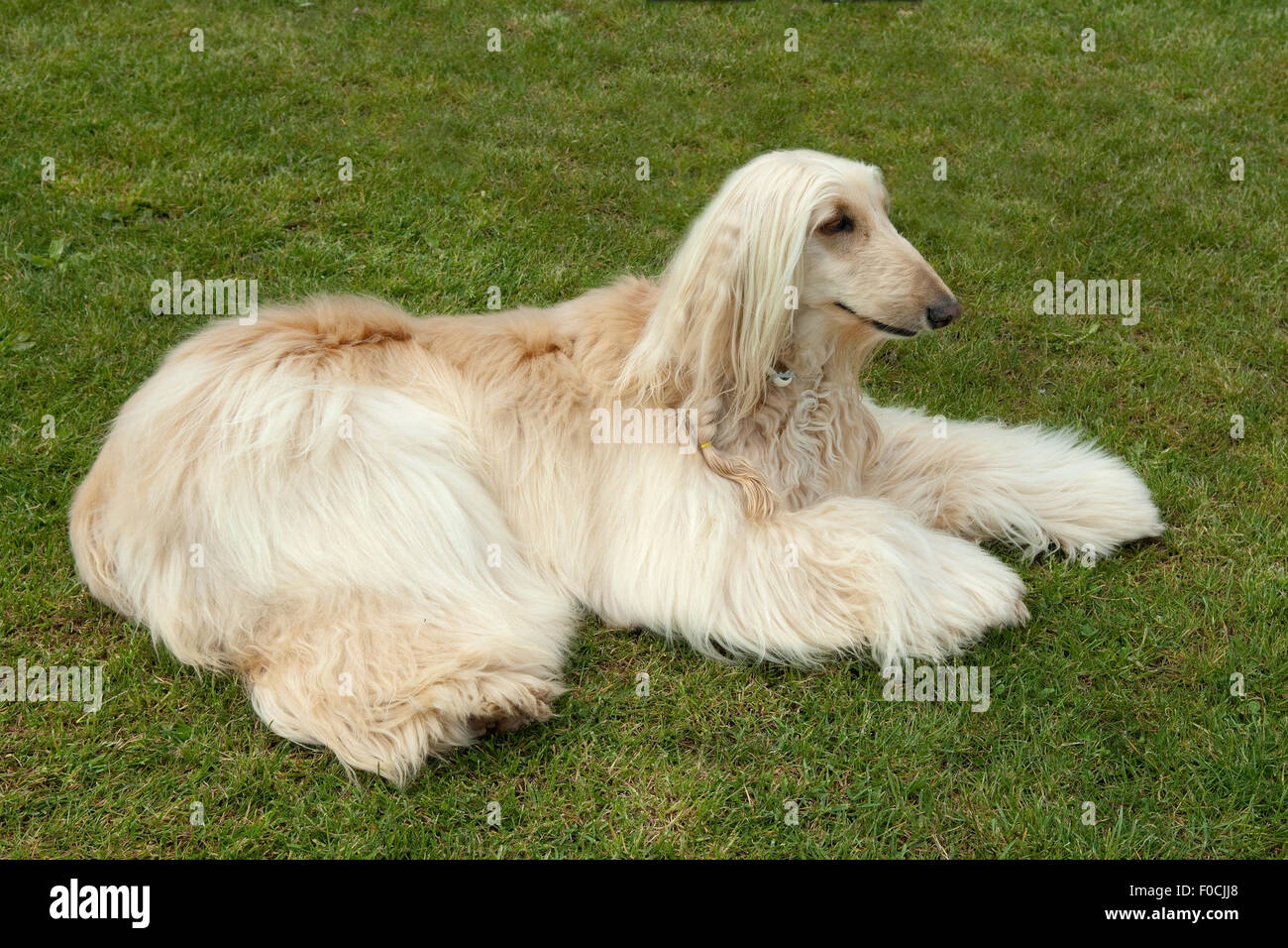 Afghanischer Windhund afghane ; ; ; société ; Banque D'Images