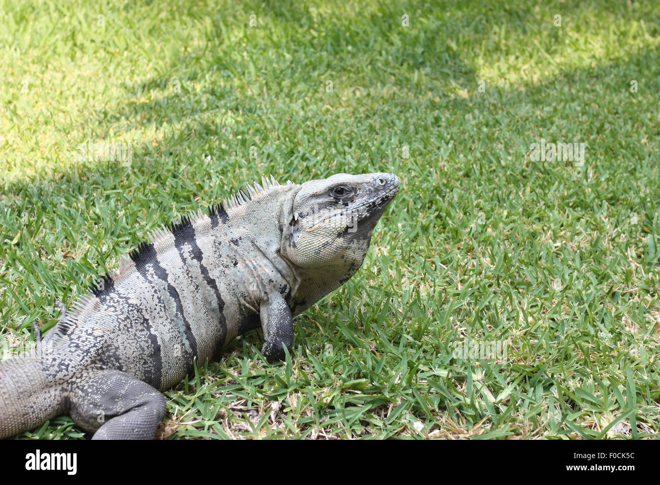 Grand iguane gris on Green grass Banque D'Images
