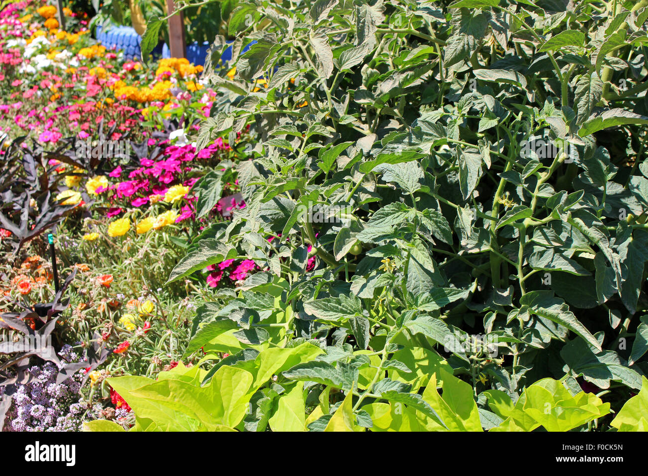 Jardin avec de jeunes légumes frais Banque D'Images