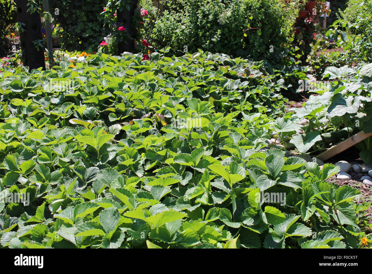 Les jeunes jardin fraise Banque D'Images