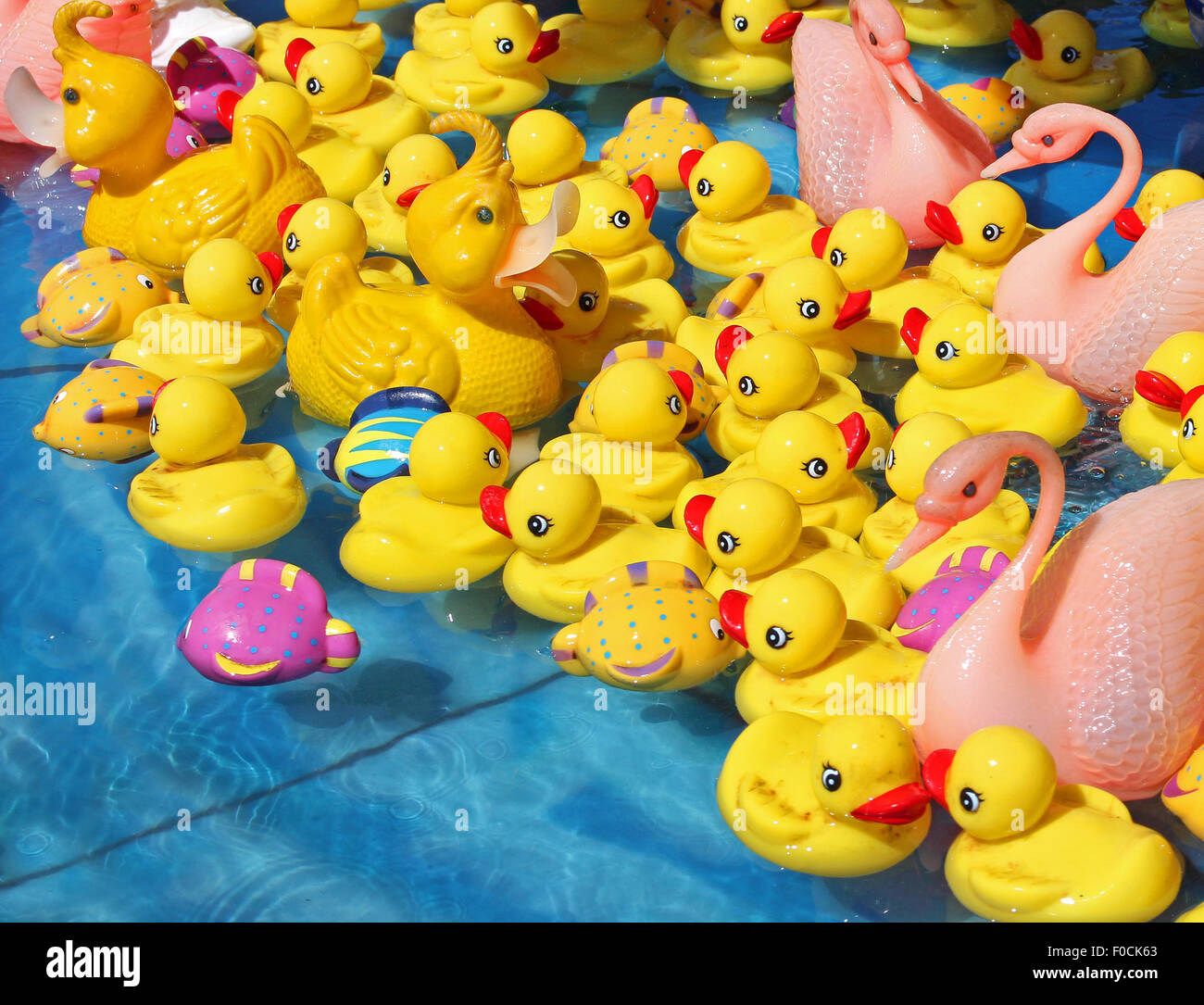 Divers canards jouet dans l'eau Banque D'Images