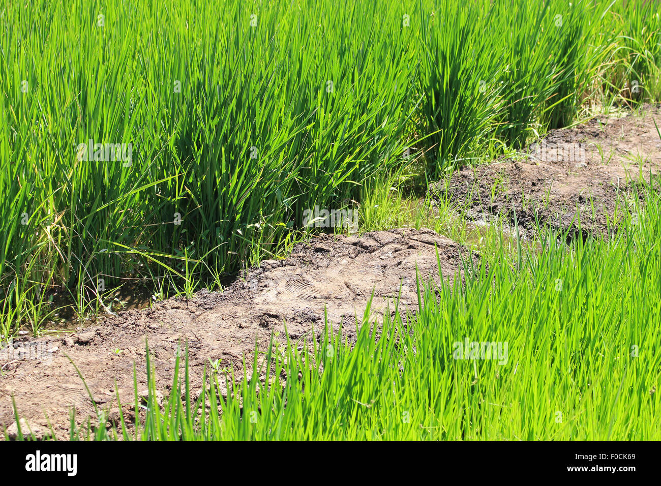 La culture du riz au cours de la pénurie d'eau Banque D'Images