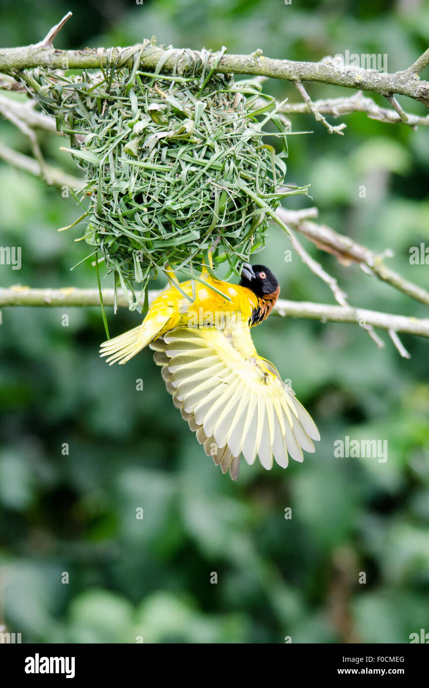 Village Weaver (Ploceus cucullatus) d'oiseaux nichent Bâtiment Banque D'Images