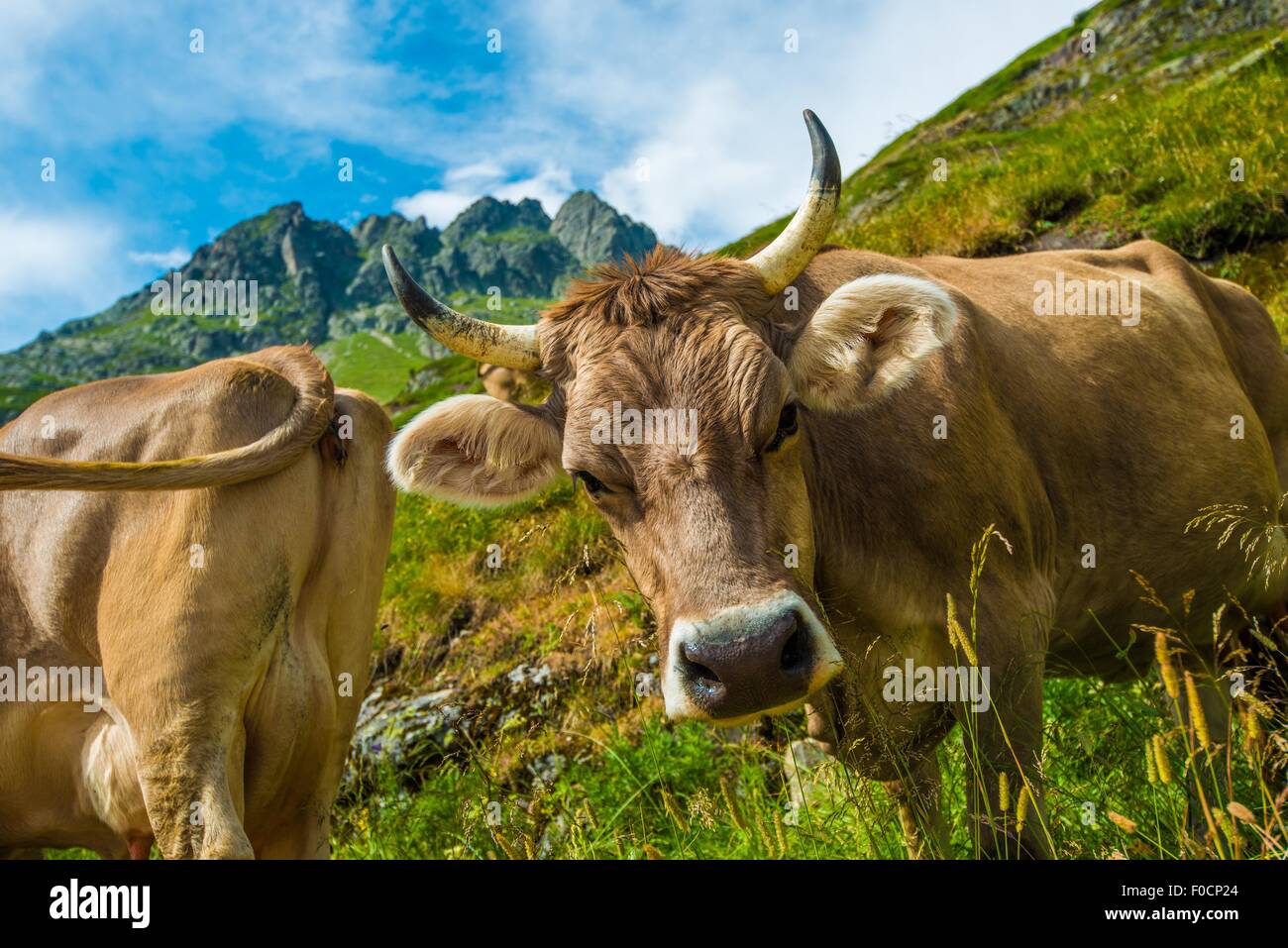 Vaches alpines suisses sur la prairie de montagne. Banque D'Images