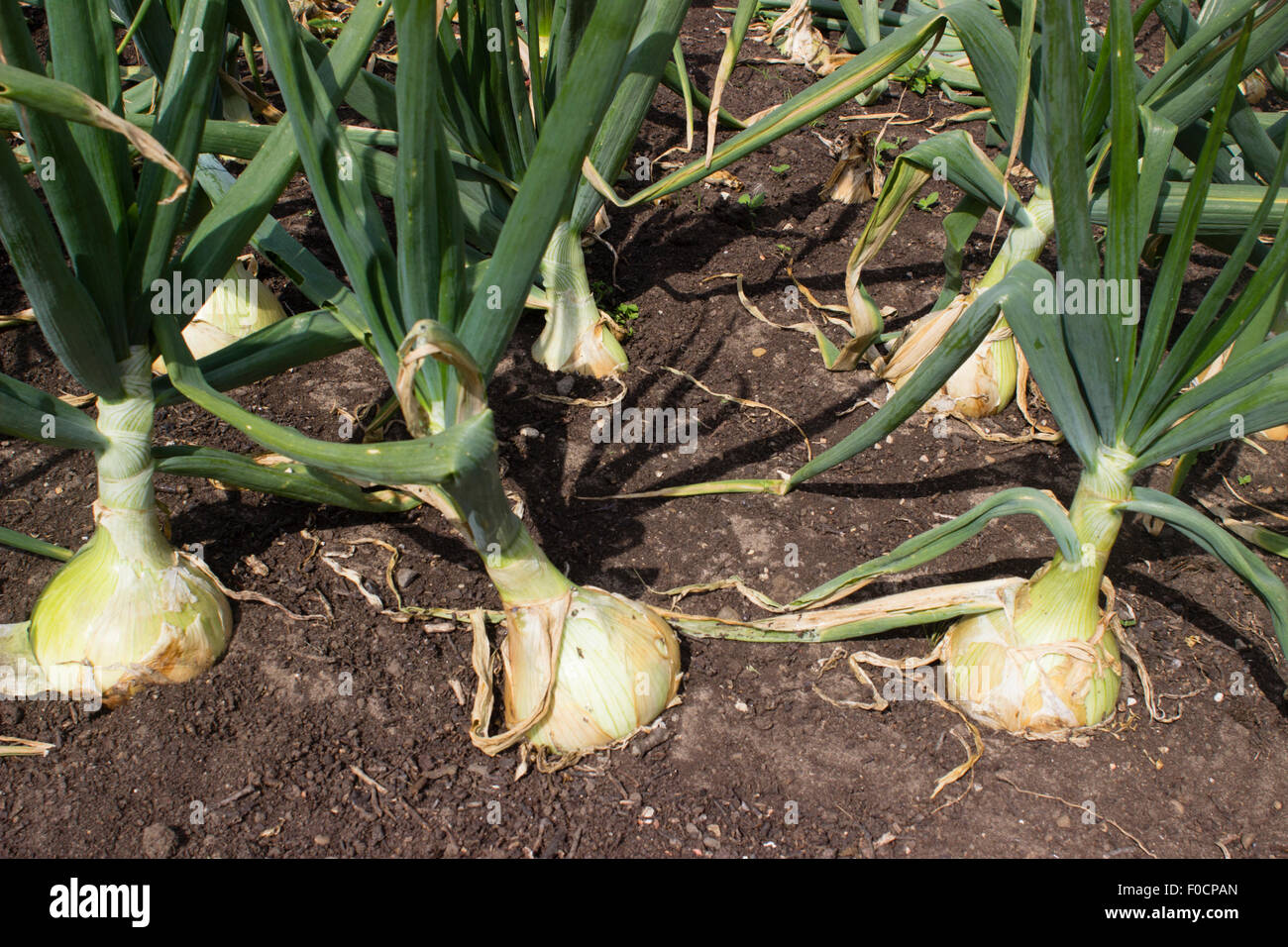 Bulbes de l'héritage français oignon, Allium cepa 'Jaune paille des vertus', un fin des années 1700 introduction. Banque D'Images