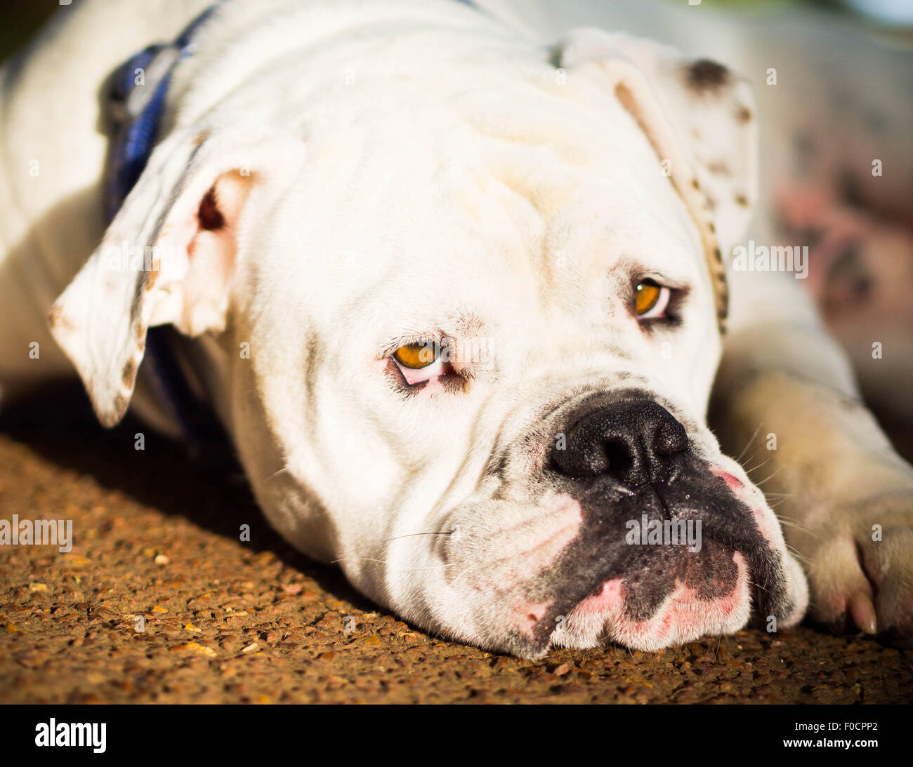 Bouledogue Américain blanc close up Banque D'Images